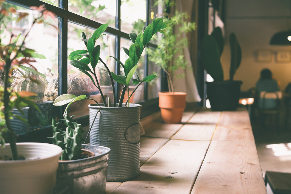 Benefits of Indoor Plants