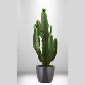 Cactus Candelabra (Euphorbia acrurensis)
