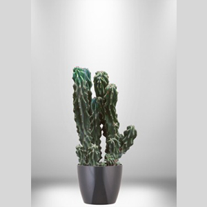 Cactus (Cereus Monstrosus)