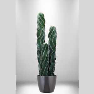 Cactus (Cereus Peruvianus)